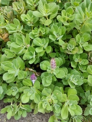 Coleus
