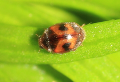Scymnus subvillosus