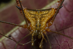 Ampheres fuscopunctatus