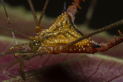 Ampheres fuscopunctatus