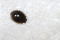 Stethorus pusillus