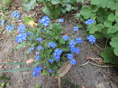 Myosotis sylvatica