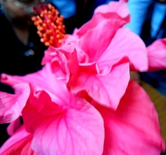 Hibiscus rosa-sinensis