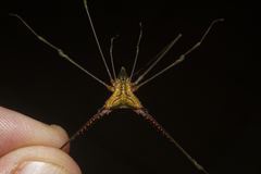 Ampheres fuscopunctatus