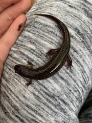 Desmognathus fuscus