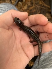 Desmognathus fuscus