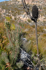 Leucadendron comosum comosum