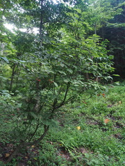 Euonymus oxyphyllus oxyphyllus