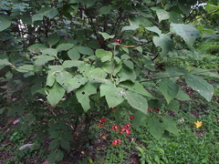 Euonymus oxyphyllus oxyphyllus