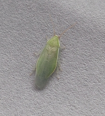 Panchlora nivea