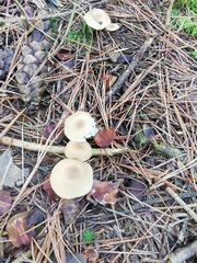 Clitocybe fragrans