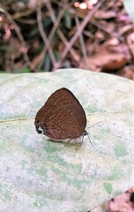 Arhopala major major