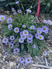 Erigeron glaucus