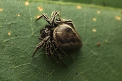 Emertonella taczanowskii