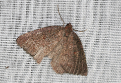 Apodasmia rufonigraria