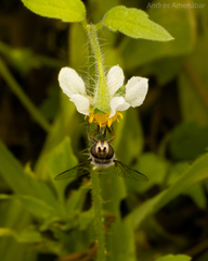 Austroscaeva melanostoma