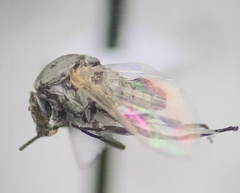 Simuliidae