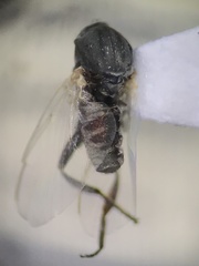 Simuliidae