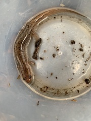 Desmognathus fuscus