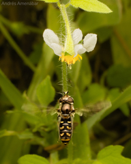 Austroscaeva melanostoma