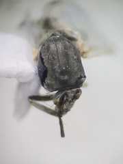 Simuliidae