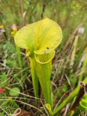 Sarracenia flava