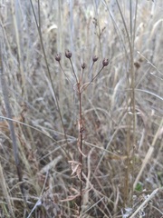 Lysimachia quadriflora