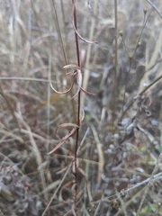 Lysimachia quadriflora