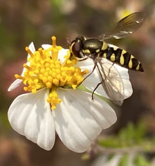 Fazia micrura
