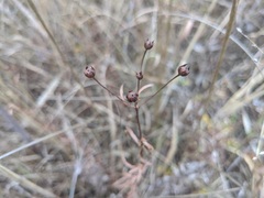 Lysimachia quadriflora