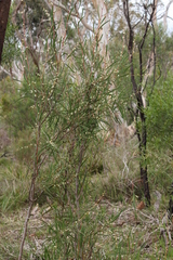 Hakea carinata