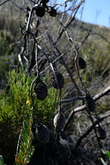 Leucadendron osbornei