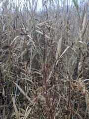 Lysimachia quadriflora