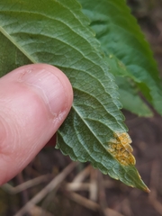 Melampsora rostrupii