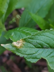 Melampsora rostrupii