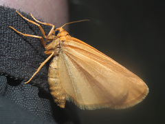 Cyana rejecta