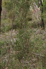 Hakea carinata