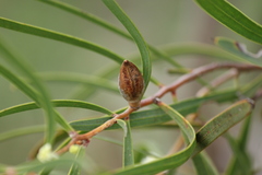 Hakea carinata