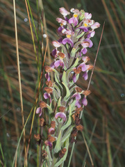 Brachycorythis pubescens