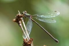 Chalcolestes parvidens