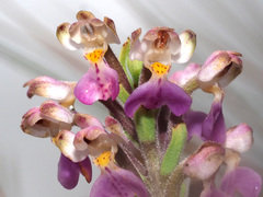 Brachycorythis pubescens