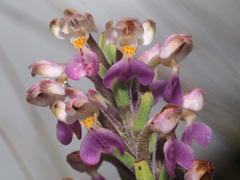 Brachycorythis pubescens