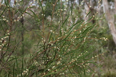 Hakea carinata
