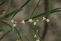 Hakea carinata