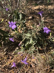 Ruellia occidentalis