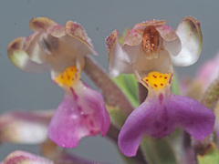 Brachycorythis pubescens