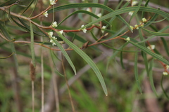 Hakea carinata