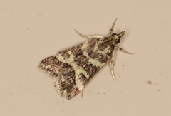 Scoparia spelaea