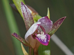 Eulophia zeyheriana