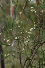 Hakea carinata